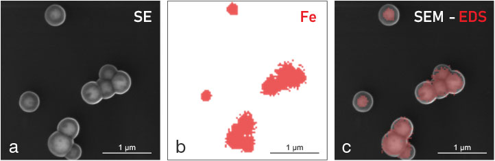 (Figure 1) SEM-EDS correlated measurements of sub-wavelength sized particles at 15 keV. While the SEM image provides high-resolution topographic information about the particles (a), X-ray analysis by EDS (b) reveals the iron core of the particles along with shell thickness (c).